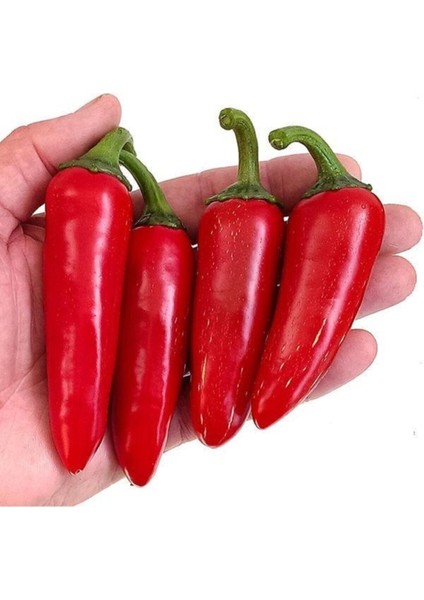 20 Adet Kırmızı Jalapeno Biber Tohumu