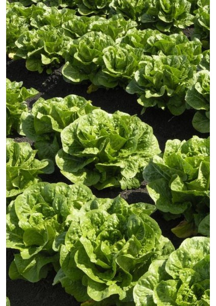 Geleneksel Yedikule Marul Tohumu / 40 Adet Tohum