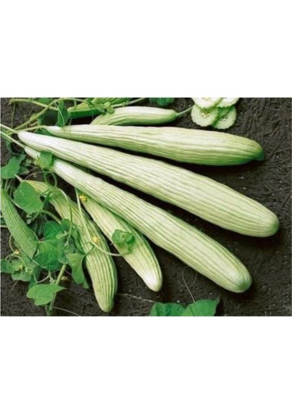 Acur Tohumu 10+ Adet Tohum