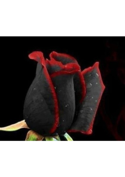 5 Adet Siyah Kırmızı Kenarlı Gül Tohumu