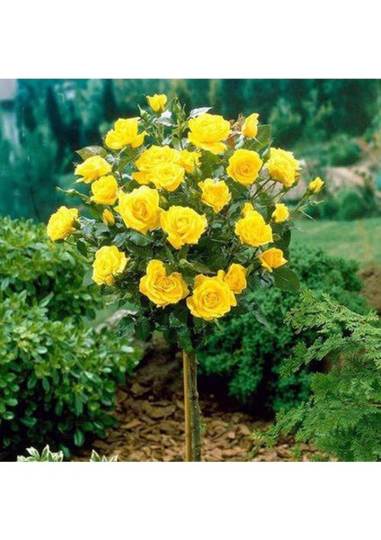 5 Adet Bodur Sarı Gül Ağacı Tohumu