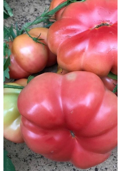Organik Pembe Domates Tohumu / 5+ Adet Tohum