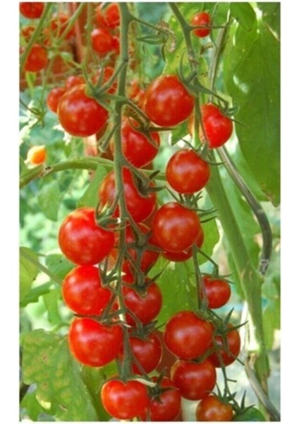 Agrobazaar Sarkan Cherry Domates + 25 Tohum + (Saksı Toprak Seti )