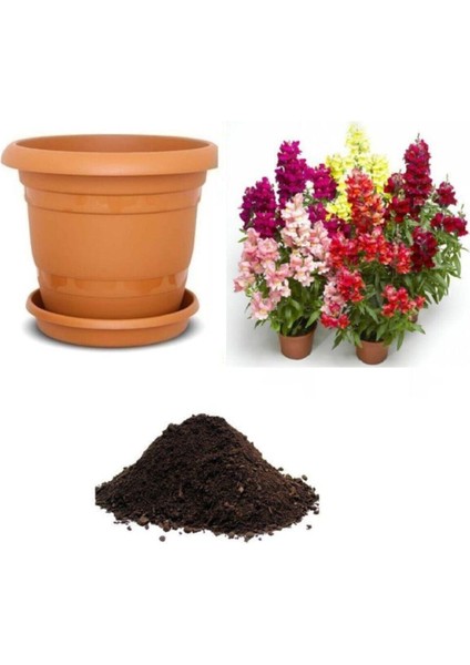 Karışık Aslanağzı Çiçeği Tohumu Ekim Seti