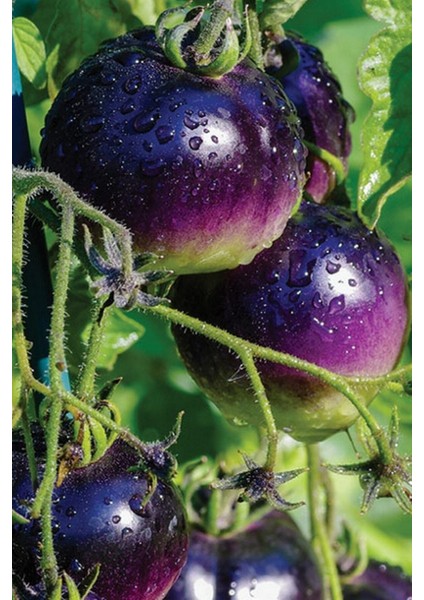 Hybrite Mor Domates Tohumu / 10+ Adet Tohum