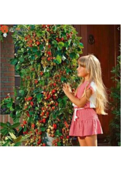 Süper Paket 300 Adet Tohum Ithal Nadir Alman Çilek Ağacı Tohumu Sırık Çilek Tohumu