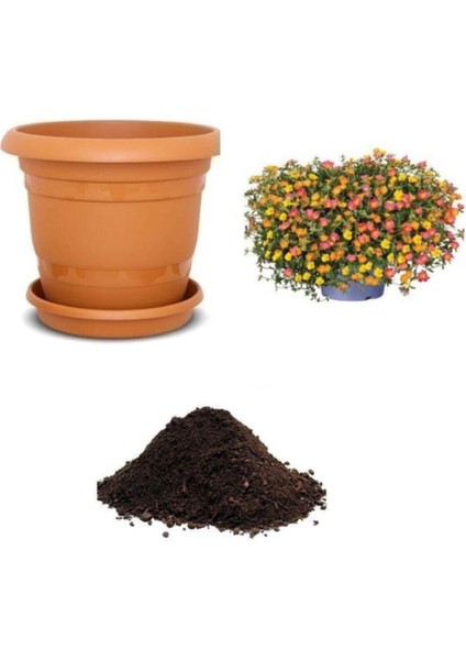 Karışık Ipek Şellaki Çiçeği Tohumu Ekim Seti