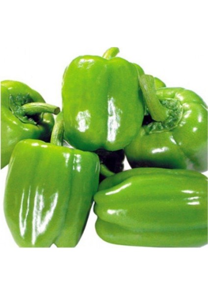 20 Adet Yeşil Dolmalık Biber Tohumu