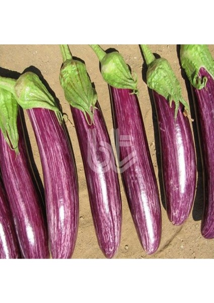 20 Adet Manisa Çizgili Patlıcan Tohumu