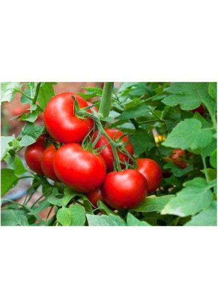 Iri Erkenci Domates Tohumu 50 Adet Tohum Bol Verim Erken Hasat