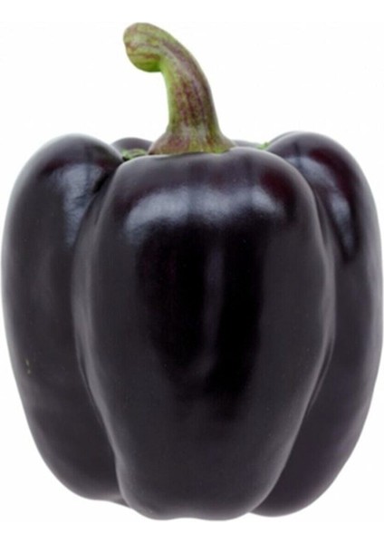 Mor Dolmalık Biber Tohumu