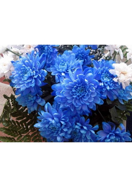 Mavi Renkli Krizentem (Kasımpatı) Çiçeği Tohumu