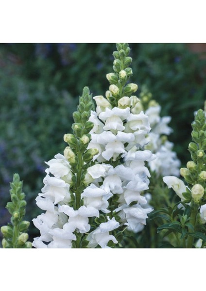 Antirrhinum Majus 'royal Bride' Çiçek Tohumu