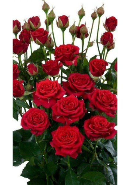 10 Adet Kırmızı Renkli Gül Çiçeği Tohumu