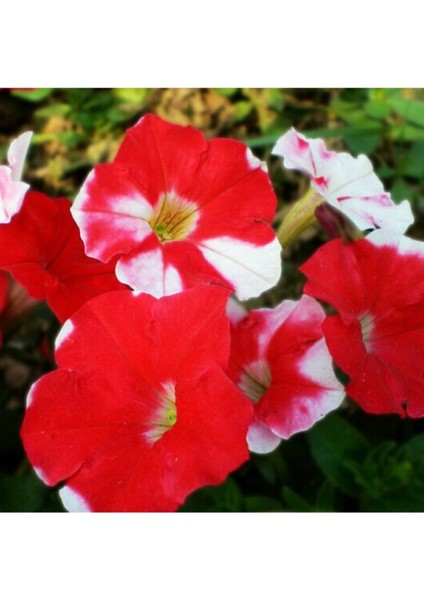 25 Adet Kırmızı Beyaz Petunya Çiçeği Tohumu