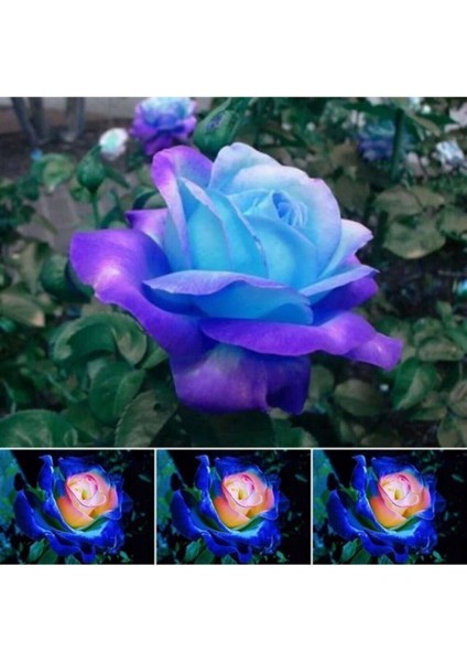 5 Adet Night Blue Gül Tohumu