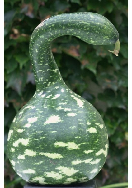 Benekli Kuğu Su Kabağı Tohumu / 10 Adet Tohum