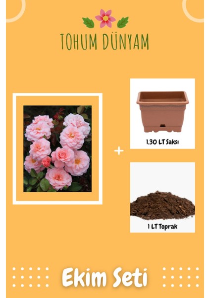 Yediveren Pembe Gül Tohumu Ekim Seti
