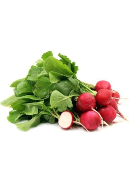 Kırmızı Fındık Turp Tohumu 100 Adet Tohum