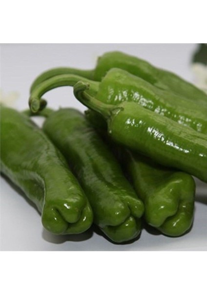 20 Adet Üç Burun Biber Tohumu