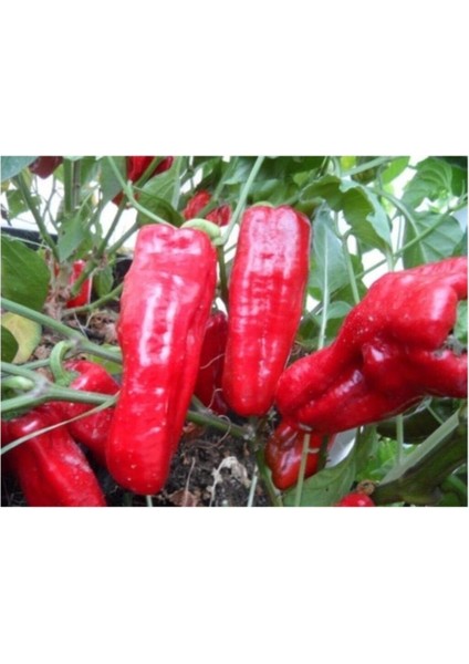 Doğal Ilaçsız Urfa Isot Acı Biber Tohumu (100 Tohum)
