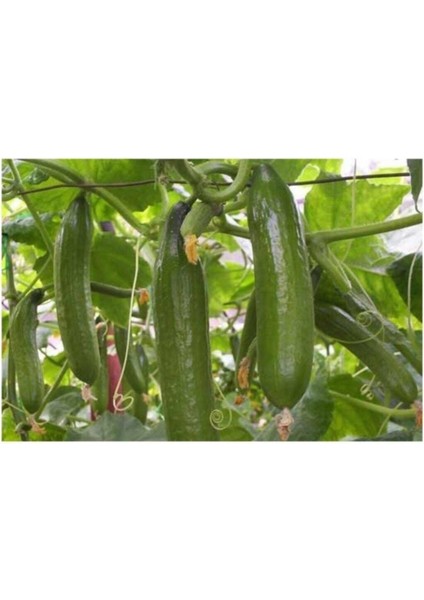 Agrobazaar Çok Erkenci Badem Salatalık Tohumu 10 Nadir Tohum