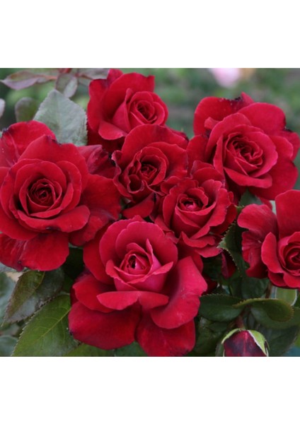 5 Adet Kırmızı Bellevue Gül Tohumu