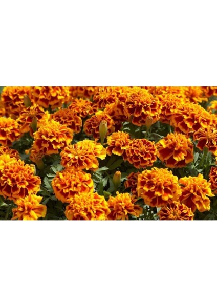 Karagöz Kadife Çiçeği Tohumu 10 Adet