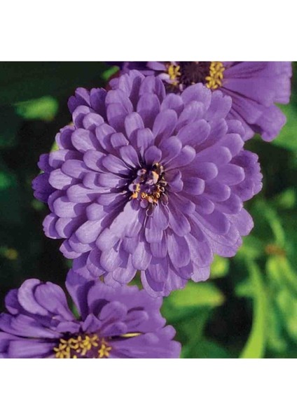 Dahlia Çiçekli Dream Rosy Lavender Zinya Çiçeği Tohumu