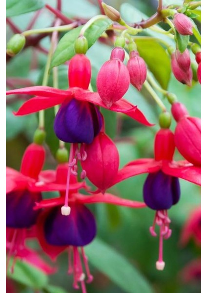 Kırmızı Mor Küpe Çiçeği / 20 Adet Küpeli Tohumu