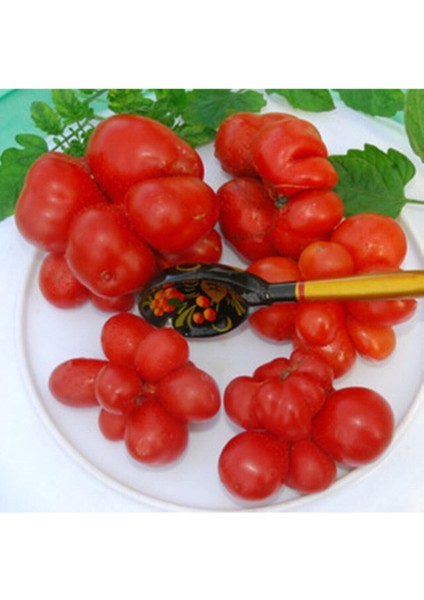 Reise Domates Tohumu