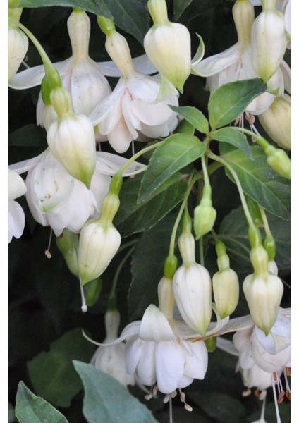 Nadir Beyaz Küpe Çiçeği / 20 Adet Küpeli Tohumu