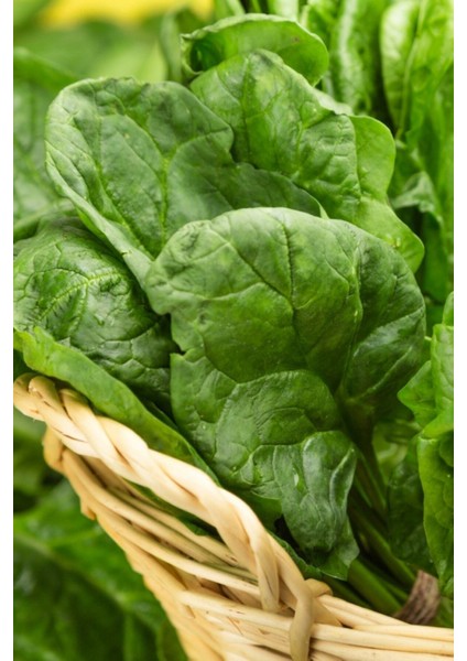 Geniş Yapraklı, Yerli Ispanak Tohumu / 20 Adet Tohum