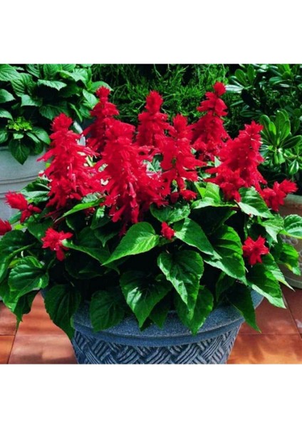 10 Adet Ateş Çiçeği Tohumu