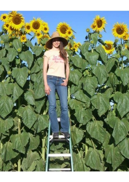 20 Adet Dev Ayçiçeği Tohumu