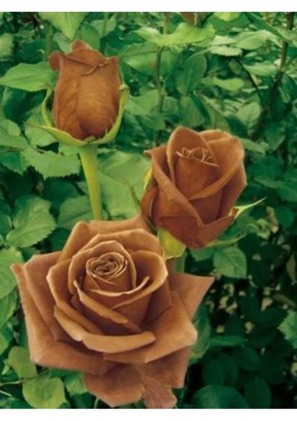 5 Adet Çikolata Gül Tohumu