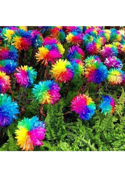 Renkli Himalaya Orkide Tohumu 5 Adet