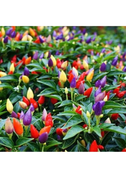 Rengarenk Yediveren Süs Biberi Tohumu