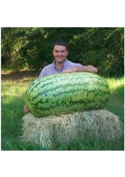 Eko Paket 30 Adet Dev Diyarbakır Karpuz Tohumu