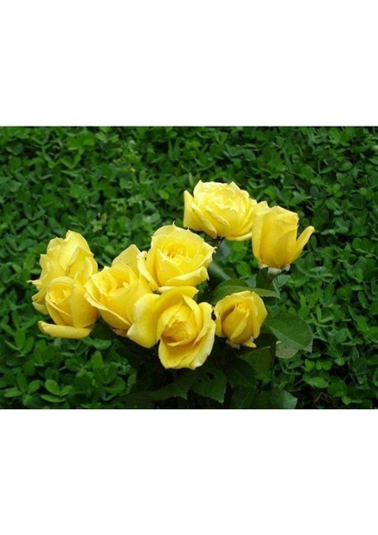 5 Adet Sarı Gül Tohumu