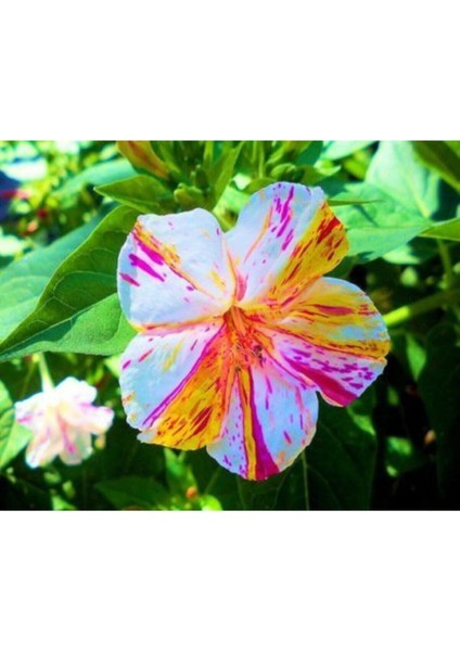 10 Adet Özel Renkli Akşam Sefası Çiçeği Tohumu