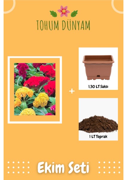 Karışık Renkli Horoz Ibiği (Celosia) Çiçeği Tohumu Ekim Seti