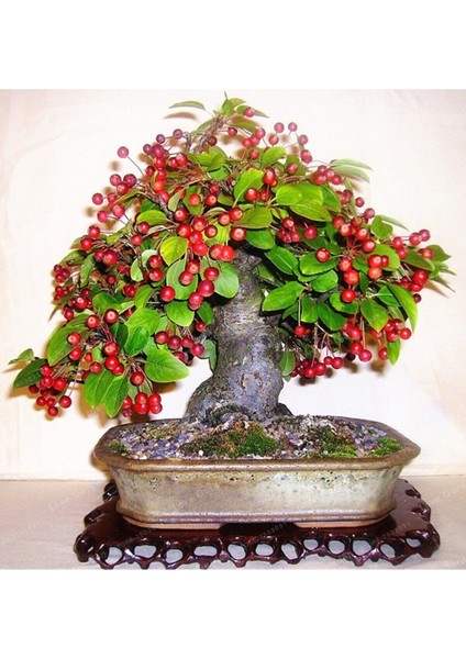 Bodur Bonsai Kiraz Ağacı Tohumu Ekim Seti 5 Tohum +Saksı+Toprak