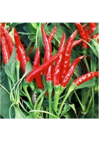 Acı Tayland Biber 25 Tohum
