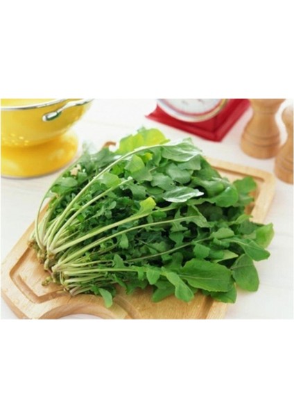 Dantel Kenarlı Italyan Roka 1000+ Tohum