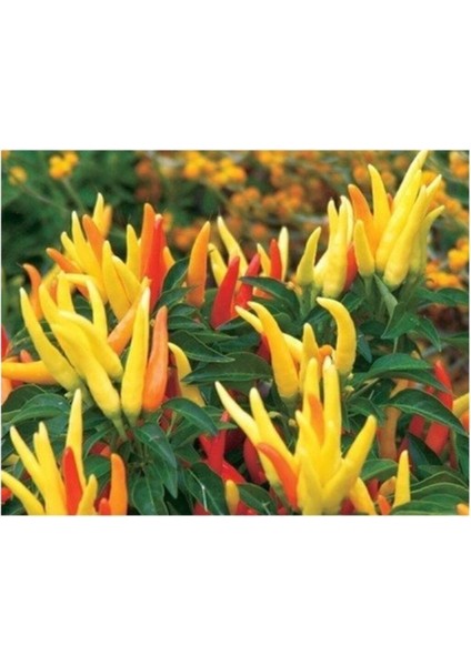 Chily Chili Biber 5 Tohum