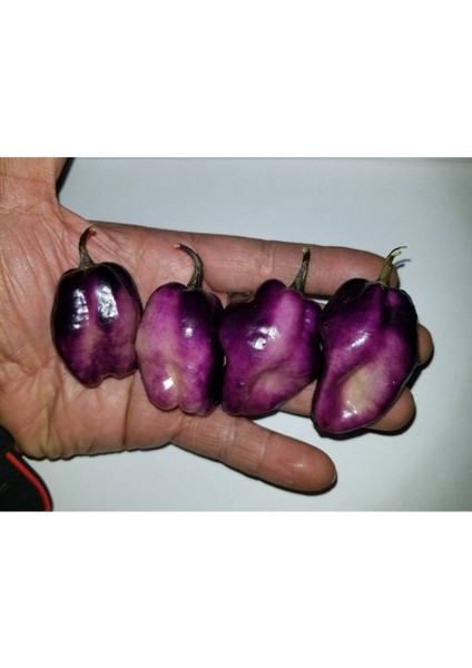 10 Adet Purple Jolokia Peach Biber Tohumu