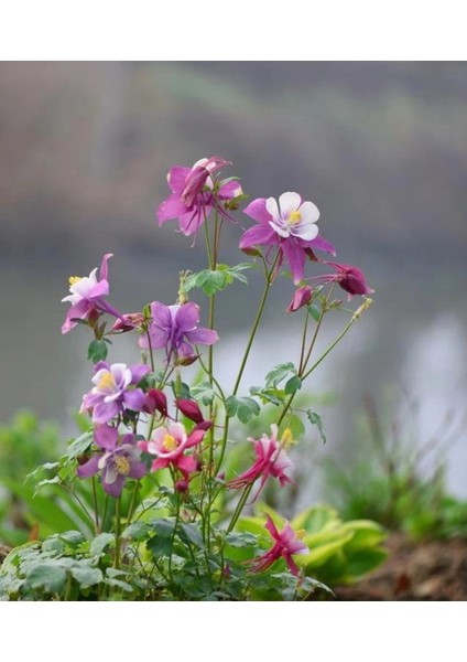 30 Adet Columbine Aquilegia Vulgaris Tohumu