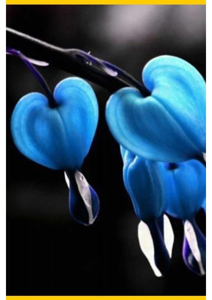 Mavi Kanayan Kalp Çiçeği DICENTRA10 Adet