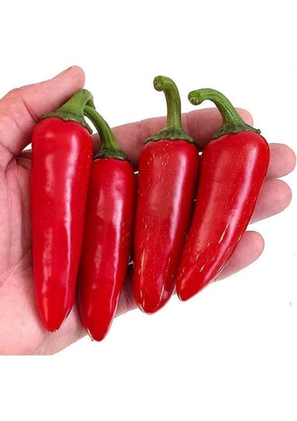 10 Adet Kırmızı Jalapeno Biber Tohumu